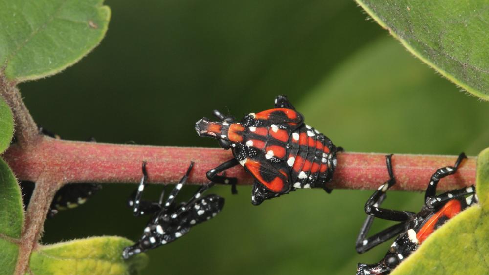 Spotted shop lanternfly nymph